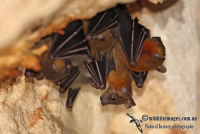 Lesser Short-nosed Fruit-bat 9771.jpg