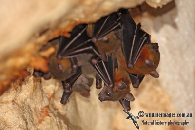 Lesser Short-nosed Fruit-bat 9773.jpg