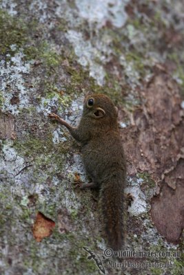 Plain Pygmy Squirrel 9540.jpg