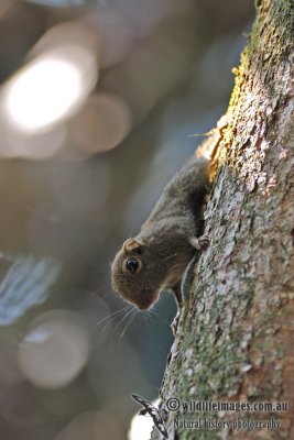 Plain Pygmy Squirrel - Exilisciurus exilis