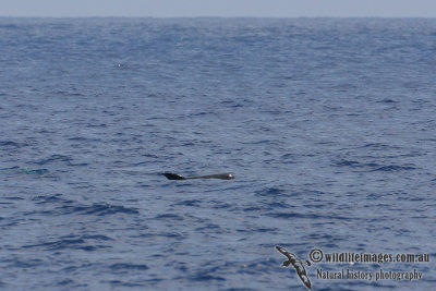 Risso's Dolphin 3148.jpg