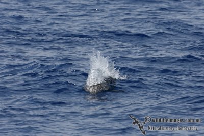 Risso's Dolphin 3163.jpg