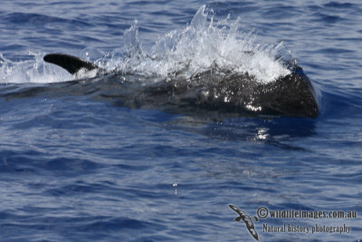 Risso's Dolphin 3170.jpg