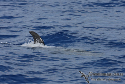 Risso's Dolphin 3175.jpg