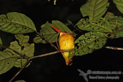 Rufous-backed Kingfisher 9828.jpg