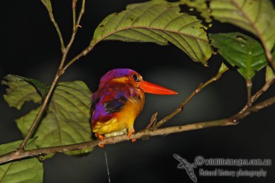 Rufous-backed Kingfisher