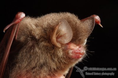 Hardwicke's Woolly Bat - Kerivoula hardwickii