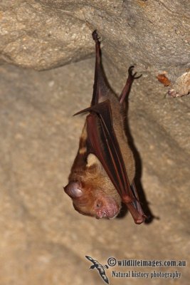 Diadem Roundleaf Bat - Hipposideros diadema