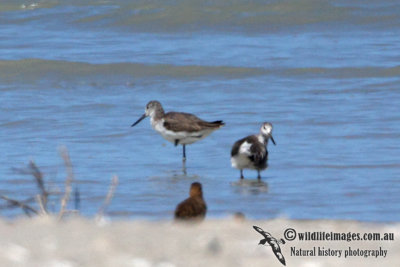 Nordmann's Greenshank a9826.jpg