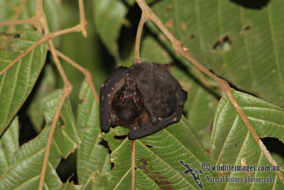 Spotted-winged Fruit-Bat - Balionycteris maculata