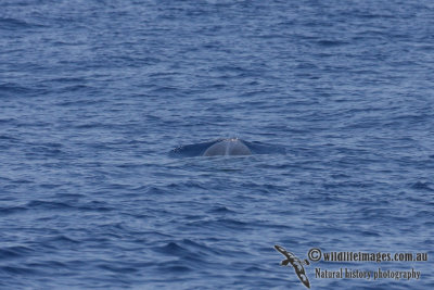 Omuras Whale 6253.jpg