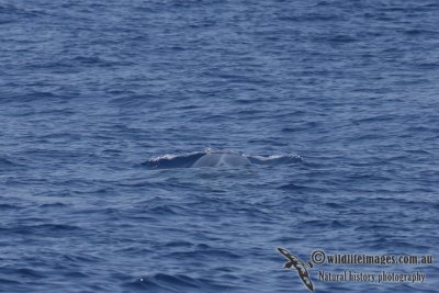 Omura's Whale 6254.jpg