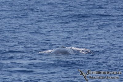 Omura's Whale 6259.jpg