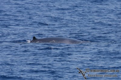 Omura's Whale 6282.jpg