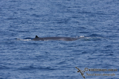 Omura's Whale 6293.jpg