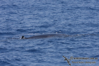 Omura's Whale 6320.jpg