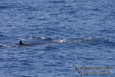 Omuras Whale 6322.jpg