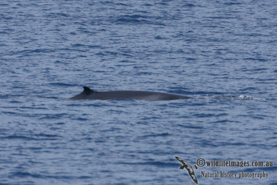 Omuras Whale 6345.jpg