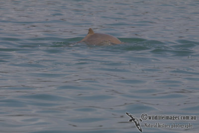 Australian Snub-fin Dolphin a4375.jpg