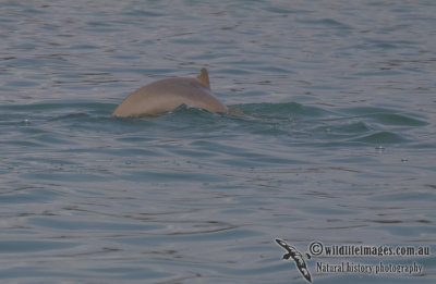 Australian Snub-fin Dolphin a4376.jpg