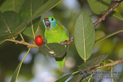 Double-eyed Fig-Parrot a5527.jpg