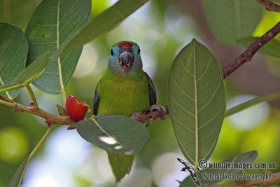 Double-eyed Fig-Parrot a5530.jpg