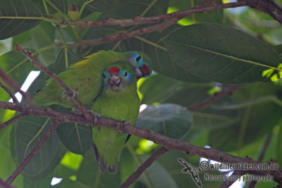 Double-eyed Fig-Parrot a5590.jpg