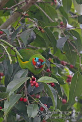 Double-eyed Fig-Parrot a6249.jpg