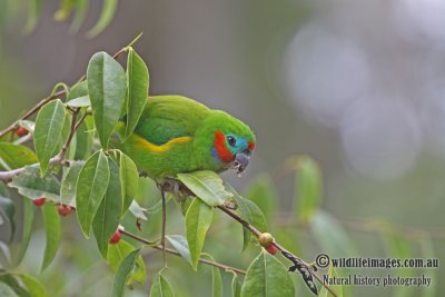 Double-eyed Fig-Parrot a6274.jpg