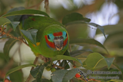 Double-eyed Fig-Parrot a7197.jpg