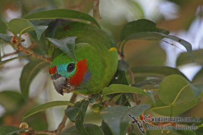 Double-eyed Fig-Parrot