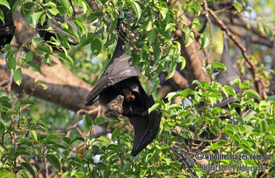 Spectacled Flying-fox a5436.jpg