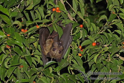 Spectacled Flying-fox a7626.jpg