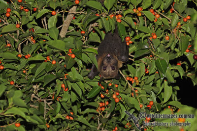 Spectacled Flying-fox a7627.jpg