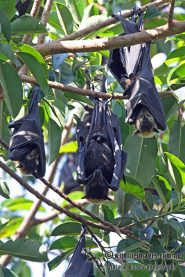 Spectacled Flying-fox a7641.jpg