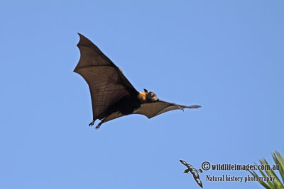 Spectacled Flying-fox