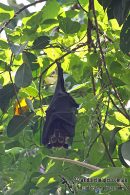 Spectacled Flying-fox a5121.jpg