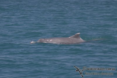 Indo-pacific Humpback Dolphin a4619.jpg