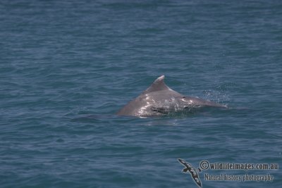 Indo-pacific Humpback Dolphin a4622.jpg