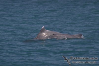 Indo-pacific Humpback Dolphin a4623.jpg