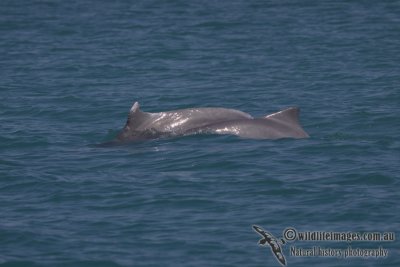 Indo-pacific Humpback Dolphin a4624.jpg