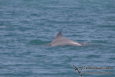 Indo-pacific Humpback Dolphin a4660.jpg