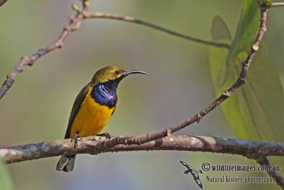 Yellow-bellied Sunbird a6704.jpg