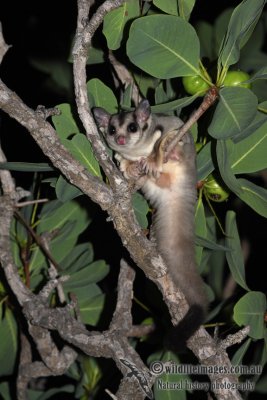 Sugar Glider a9033.jpg