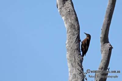 Black-tailed Treecreeper a3567.jpg