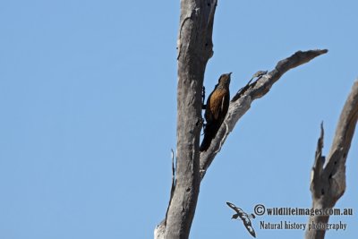 Black-tailed Treecreeper a3579.jpg