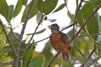 Azure Kingfisher a7847.jpg