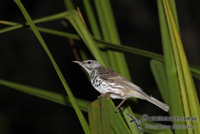 Bar-breasted Honeyeater a9040.jpg