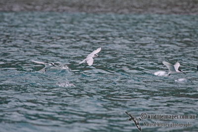 Black-naped Tern a4669.jpg