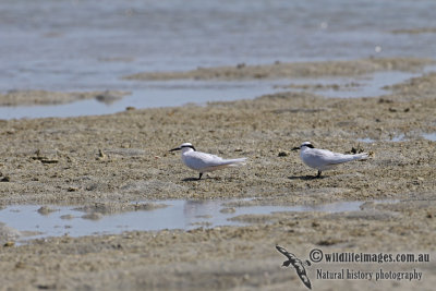 Black-naped Tern a4851.jpg